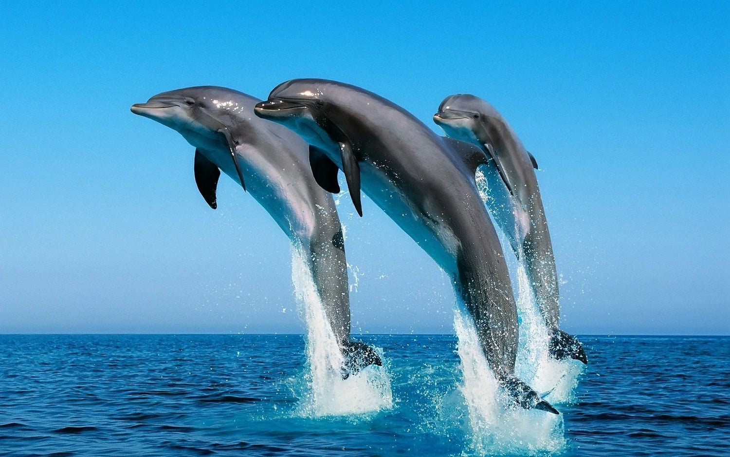 Diamond Painting Fische