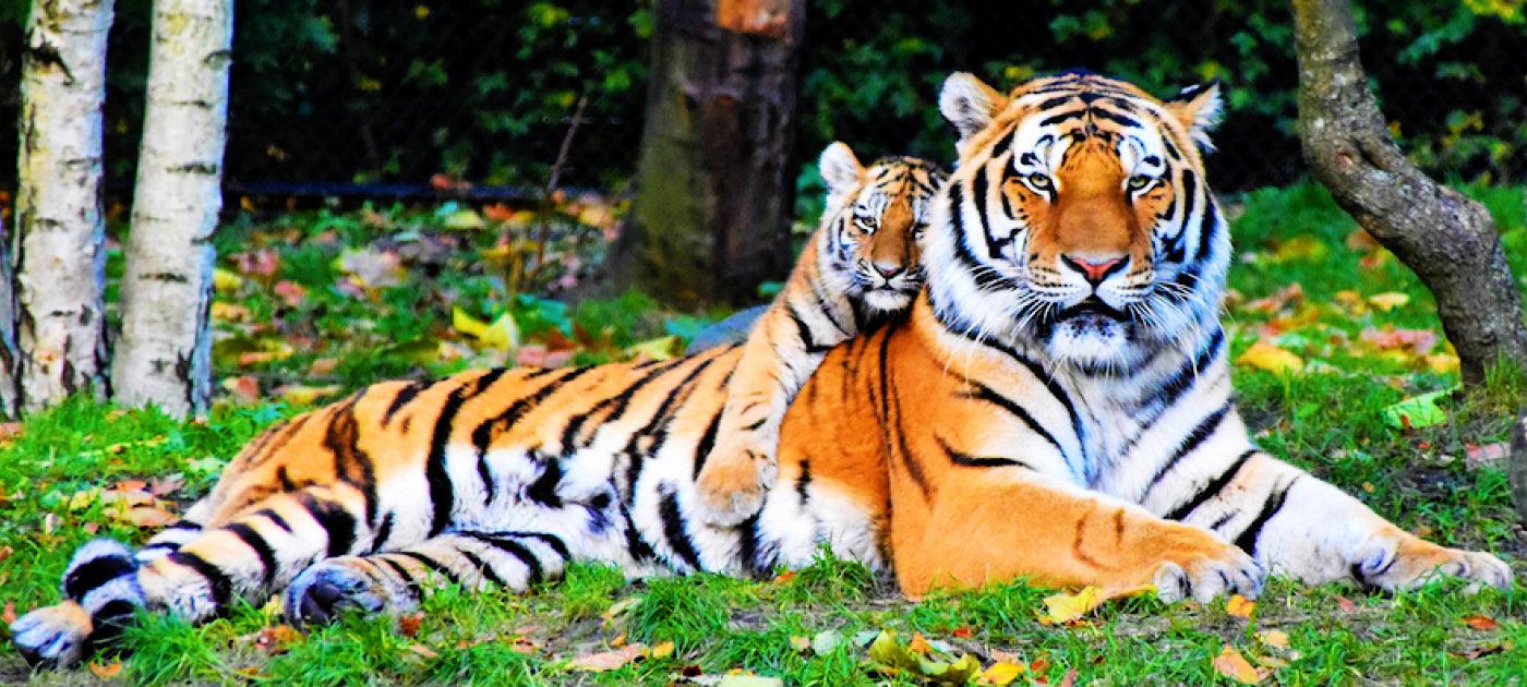 Diamond Painting Tiere