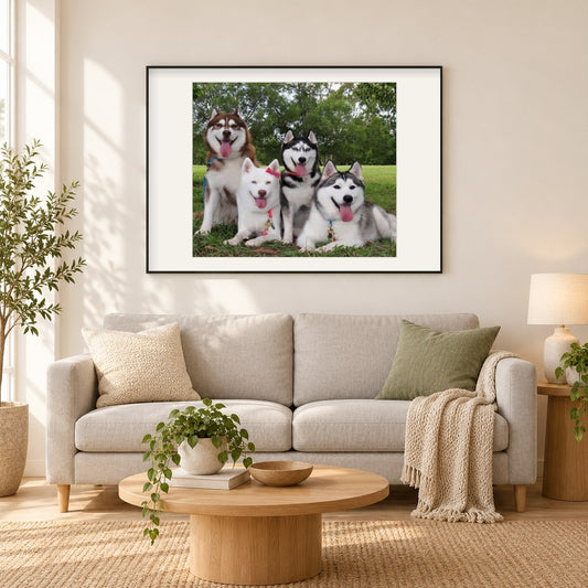 Glückliche Huskys mit Zungen heraus als gerahmtes Diamond Painting im Wohnzimmer
