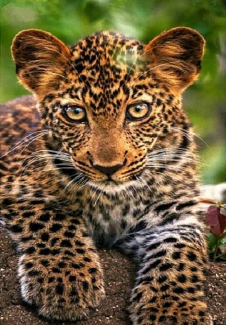 Entzückendes Leopardenjunges Diamond Painting - Diamond Painting