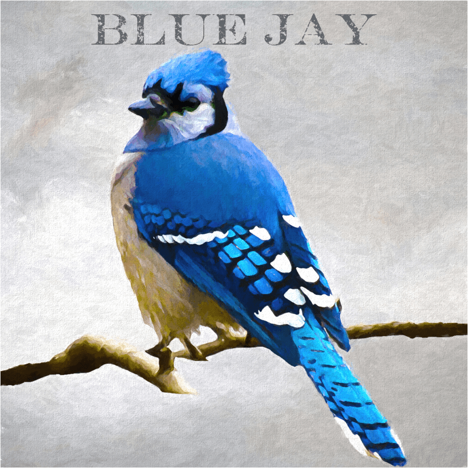 Blauhäher - Kunst des Denise Dundon - Diamond Painting
