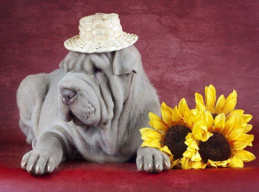 Bulldogge & Sonnenblumen - Diamond Painting