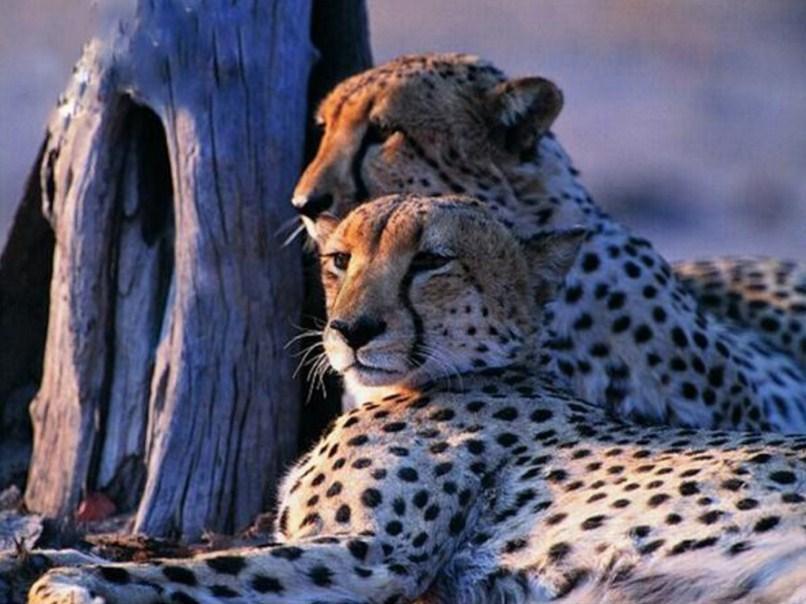 Charmantes Leopardenpaar Diamond Painting - Diamond Painting