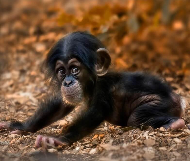 Netter Baby-Affe - Diamond Painting