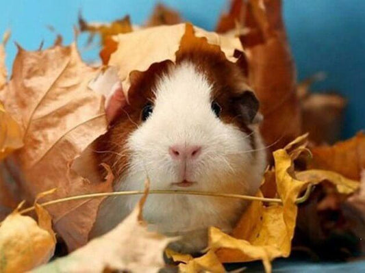 Nettes Meerschweinchen & Herbstlaub - Diamond Painting