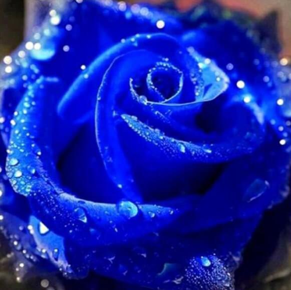 Diamantblaue Rose - Diamond Painting