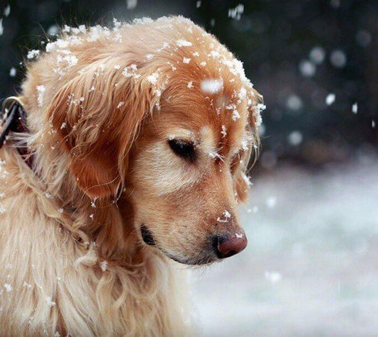 Hund im Schnee DIY Malerei Kit - Diamond Painting