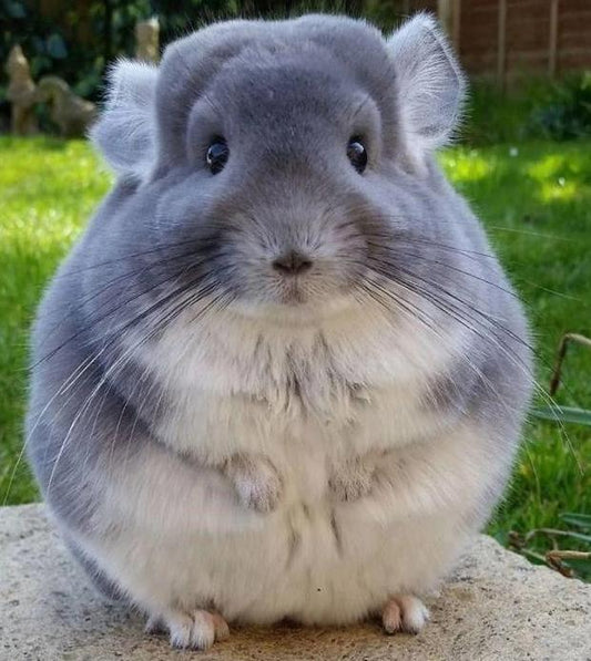 Flauschige Chinchilla Diamond Painting - Diamond Painting