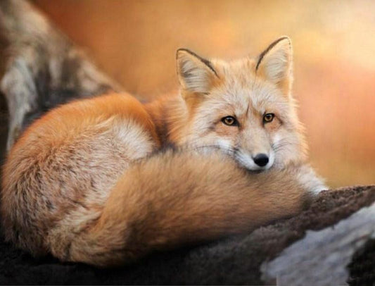 Fuchs - Malen durch Diamanten - Diamond Painting