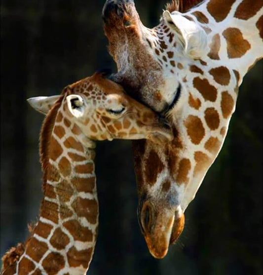 Giraffen familie Diamond Painting Kit - Diamond Painting