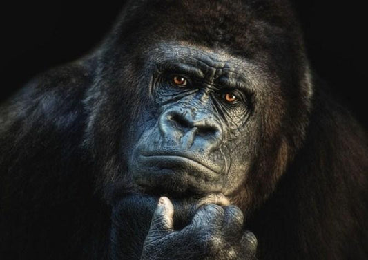 Gorilla Diamond Painting - Diamond Painting