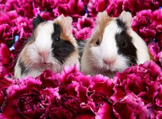 Meerschweinchen & Blumen - Diamond Painting