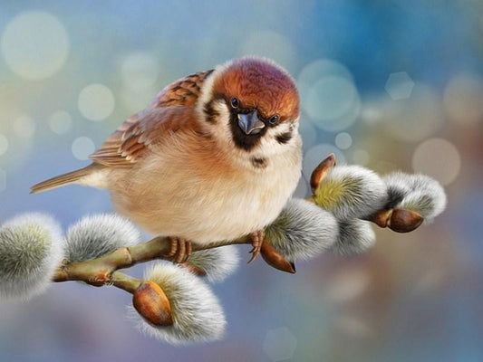 Glücklicher Spatz - Farbe durch Diamanten - Diamond Painting
