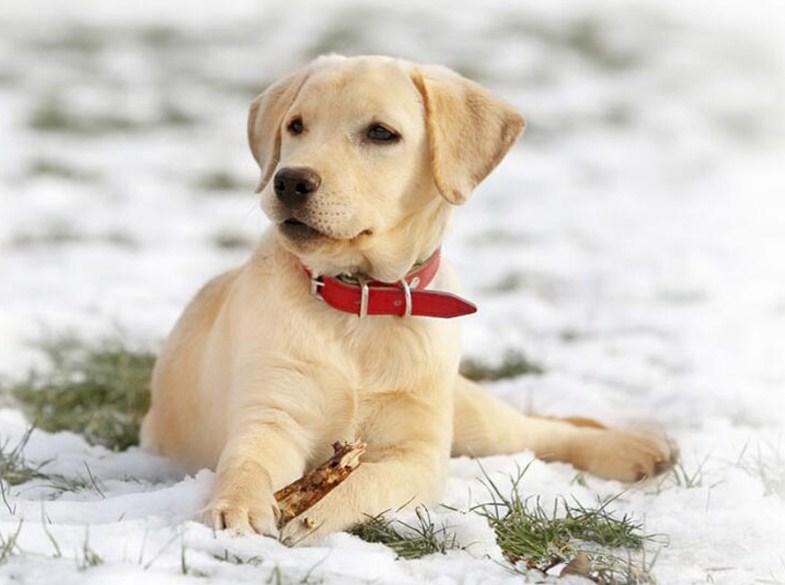 Labrador Welpe im Schnee - Diamond Painting