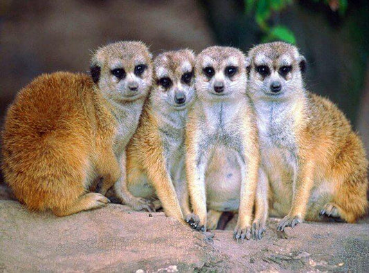 Erdmännchen in der Gruppe Diamond Painting - Diamond Painting