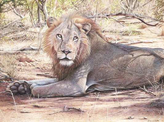 Ngala - Kunst des Eric Wilson - Diamond Painting