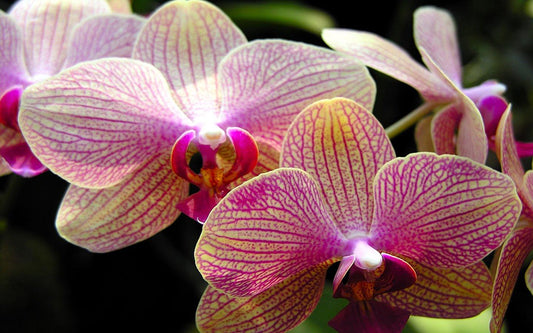 Orchideen - Malen nach Diamanten - Diamond Painting