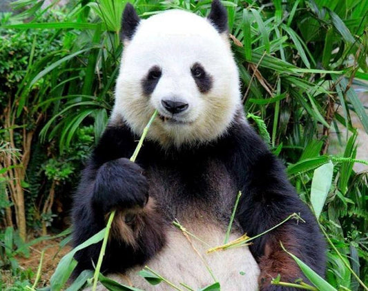 Panda Essen Gras DIY Malerei Kit - Diamond Painting