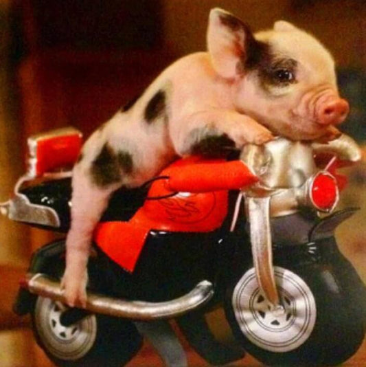 Schweinchen auf dem kleinen Fahrrad - Diamond Painting