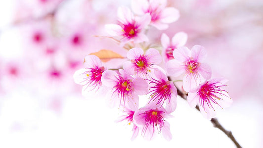 Rosa Sakura-Blumen - Malen mit Diamanten - Diamond Painting