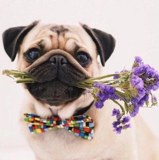 Mops Hund mit Blumen - Diamond Painting