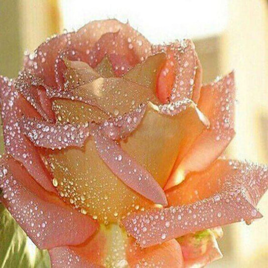 Wassertropfen auf Rose - Diamond Painting
