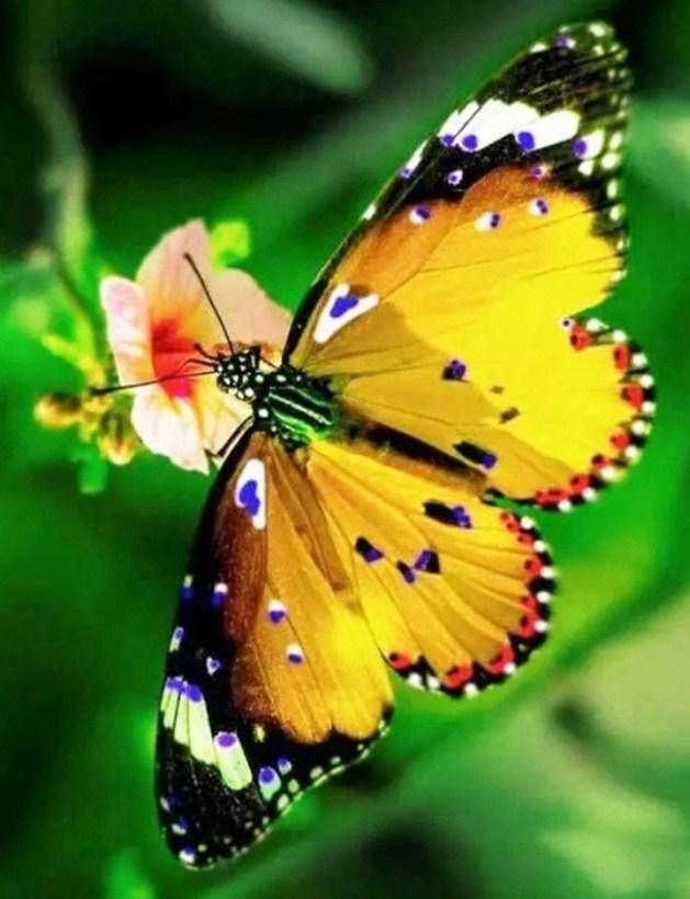 Gelber Schmetterling - Diamond Painting