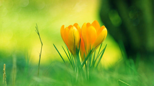 Gelbe Tulpen im Garten - Diamond Painting