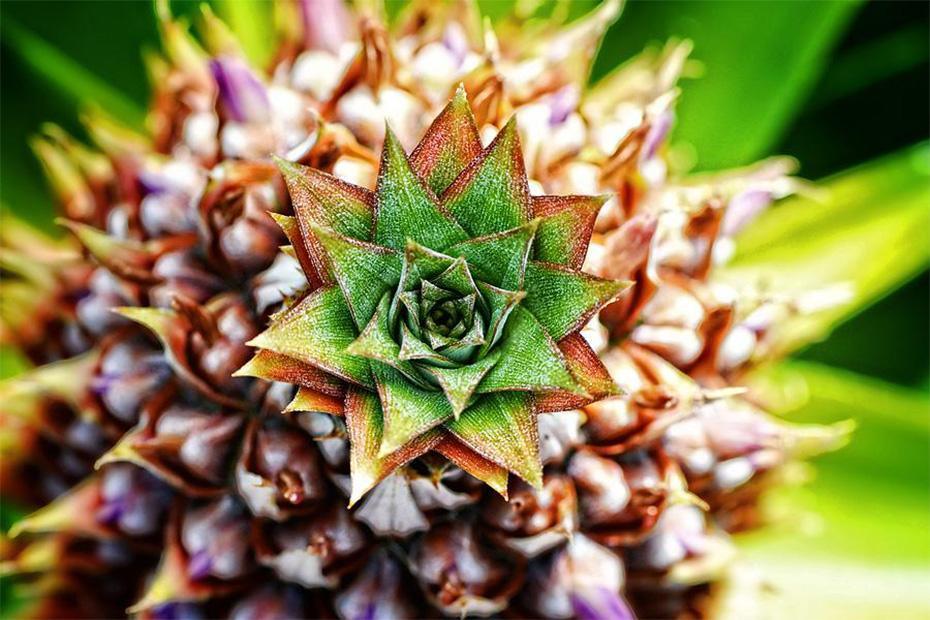 Tropische Ananas Kunst DIY Malerei - Diamond Painting
