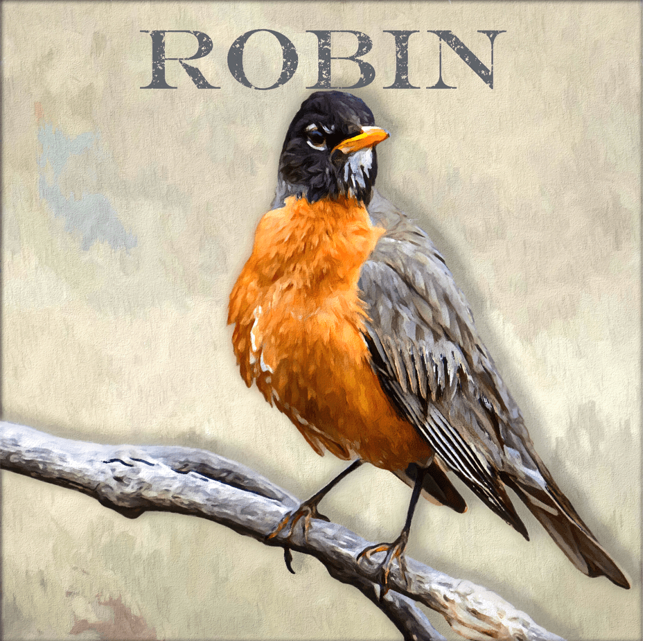 Robin - Kunst des Denise Dundon - Diamond Painting